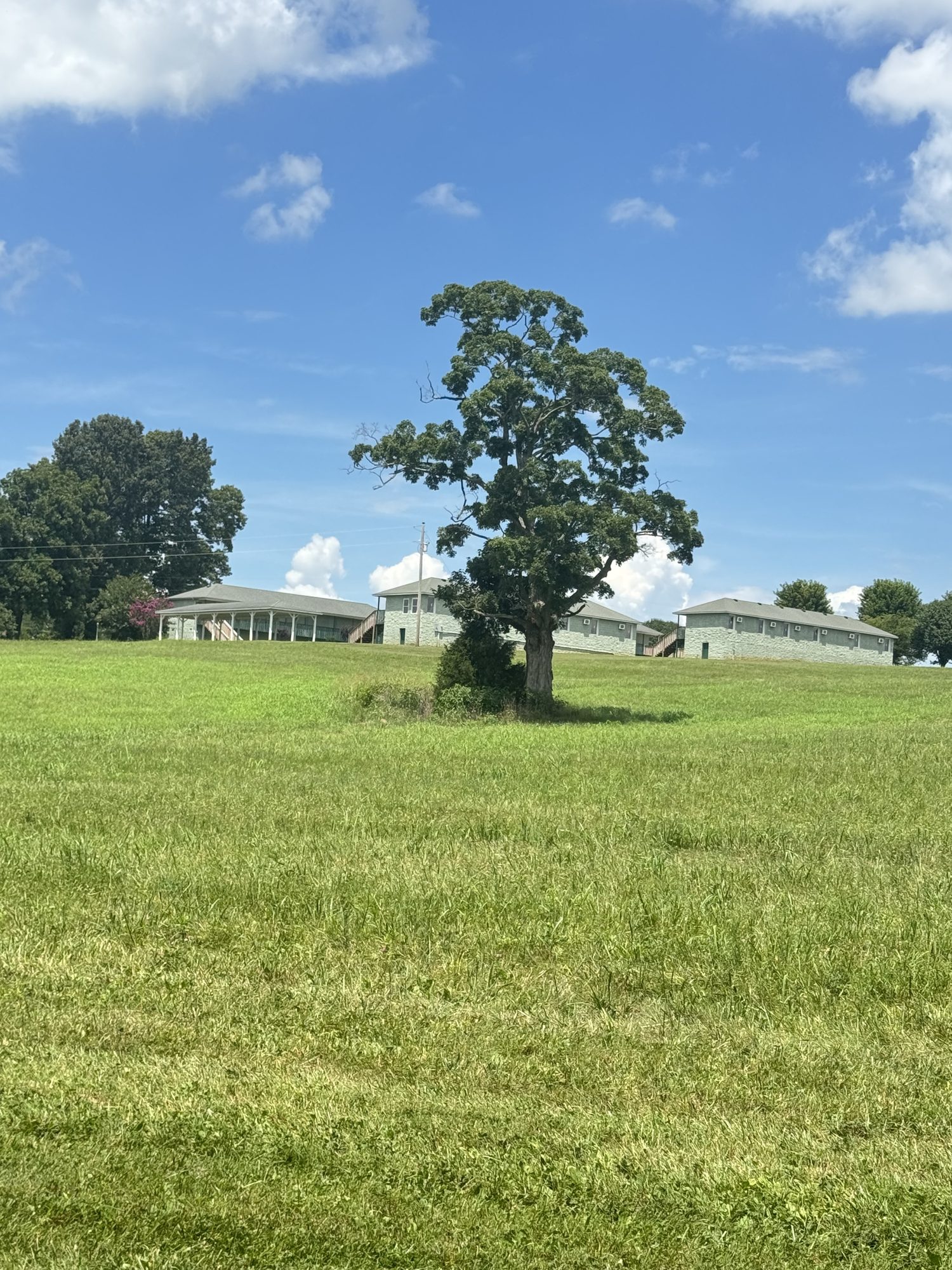 Open green grounds with a mature shade tree and residences